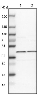 eIF3h Antibody in Western Blot (WB)