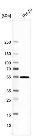 PSMD12 Antibody in Western Blot (WB)