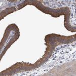 MRPL38 Polyclonal Antibody