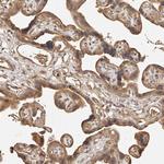 FAN Antibody in Immunohistochemistry (Paraffin) (IHC (P))