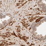 FAN Antibody in Immunohistochemistry (Paraffin) (IHC (P))