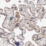 FAN Antibody in Immunohistochemistry (Paraffin) (IHC (P))