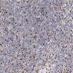 FAN Antibody in Immunohistochemistry (Paraffin) (IHC (P))