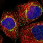 MTFR1 Polyclonal Antibody