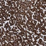 MTFR1 Antibody in Immunohistochemistry (Paraffin) (IHC (P))