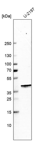MTFR1 Antibody in Western Blot (WB)