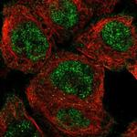 CML66 Antibody in Immunocytochemistry (ICC/IF)