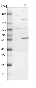 CML66 Antibody in Western Blot (WB)