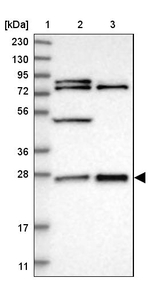 GRPEL2 Antibody in Western Blot (WB)