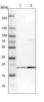 GRPEL2 Antibody in Western Blot (WB)