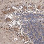 VSIG8 Antibody in Immunohistochemistry (IHC)