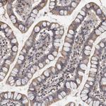 VSIG8 Polyclonal Antibody