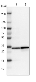 C17orf25 Antibody in Western Blot (WB)