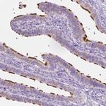 WDR16 Antibody in Immunohistochemistry (Paraffin) (IHC (P))