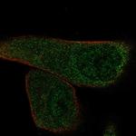 EFCAB13 Polyclonal Antibody