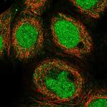 NECAB1 Polyclonal Antibody