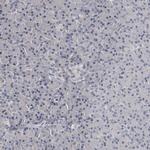 NECAB1 Antibody in Immunohistochemistry (IHC)