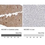 NECAB1 Antibody