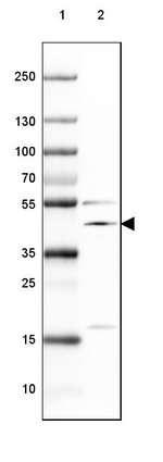 NECAB1 Antibody in Western Blot (WB)