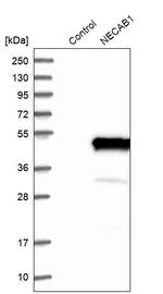 NECAB1 Antibody in Western Blot (WB)