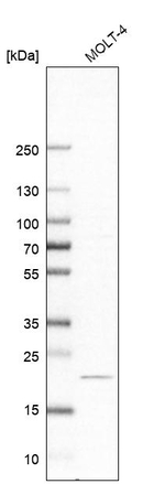 CCDC25 Antibody in Western Blot (WB)