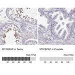 MYCBPAP Antibody