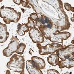 Niban-like protein Polyclonal Antibody