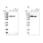 Niban-like protein Antibody in Western Blot (WB)