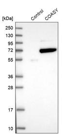 CoA Synthase Antibody in Western Blot (WB)