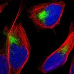 TANC2 Polyclonal Antibody