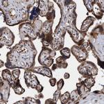 TANC2 Antibody in Immunohistochemistry (Paraffin) (IHC (P))