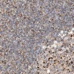 RNMTL1 Antibody in Immunohistochemistry (IHC)