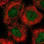 AMZ2 Polyclonal Antibody