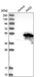 AMZ2 Antibody in Western Blot (WB)