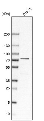SRP68 Antibody in Western Blot (WB)