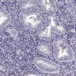 FAM166A Antibody in Immunohistochemistry (IHC)