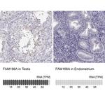 FAM166A Antibody