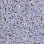 SLC28A3 Antibody in Immunohistochemistry (IHC)