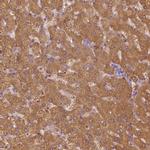 SHMT1 Antibody in Immunohistochemistry (Paraffin) (IHC (P))