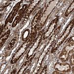 CCDC57 Antibody in Immunohistochemistry (Paraffin) (IHC (P))