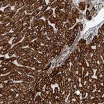 CNTROB Polyclonal Antibody