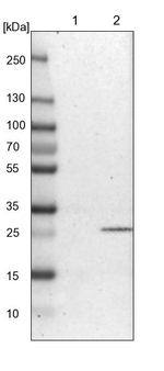ATPAF2 Antibody in Western Blot (WB)