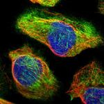 Cdc42EP4 Polyclonal Antibody