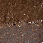 Cdc42EP4 Antibody in Immunohistochemistry (IHC)