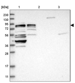 CCDC57 Antibody in Western Blot (WB)