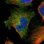 FAM83G Antibody in Immunocytochemistry (ICC/IF)