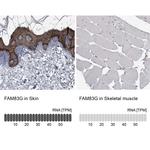 FAM83G Antibody in Immunohistochemistry (IHC)