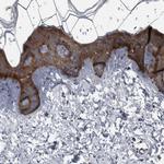 FAM83G Antibody in Immunohistochemistry (IHC)