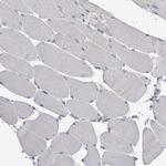 FAM83G Antibody in Immunohistochemistry (IHC)