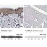 FAM83G Antibody